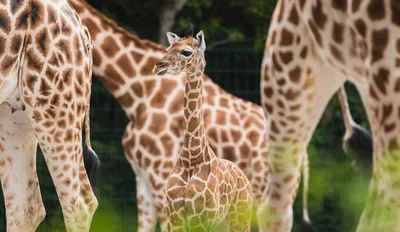 Зоопарк Шымкента открыт: в нем появились новые виды животных — Новости  Шымкента