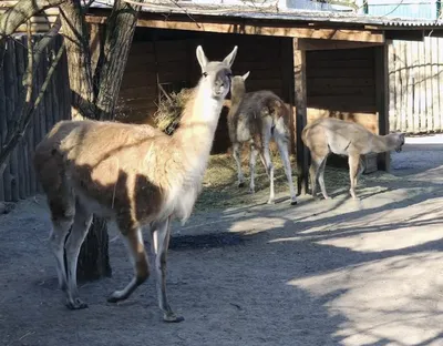 Животные | Бердянский зоопарк «Сафари»