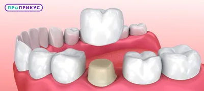 Из чего состоит зуб? Химический состав зубов — Стоматология «Доктор  НеболитЪ»