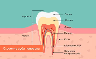 Болит зуб при надавливании или надкусывании — причины, симптомы, методы  лечения