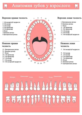 Передаются ли по наследству «плохие зубы» - SHiFA