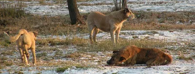 Звери в городе: каких диких животных можно случайно встретить в Петербурге
